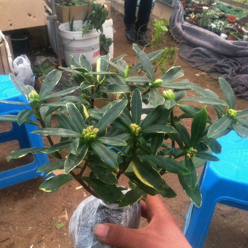 沫澄 室内盆栽【金边瑞香】 蓬莱花,风流树盆栽花卉 净化空气 五年苗