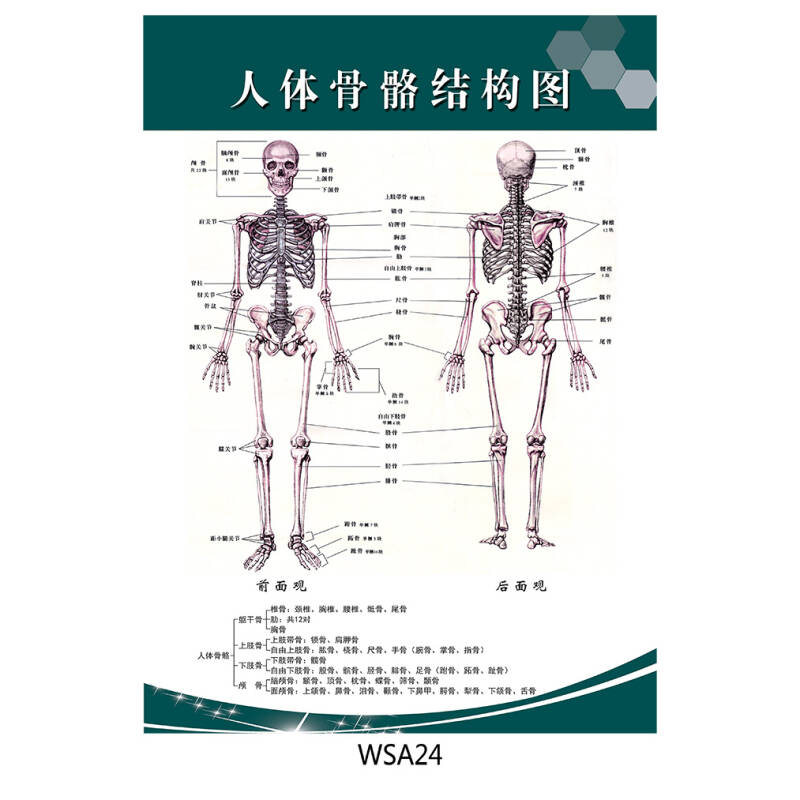 医院科室挂图 宣传画海报挂画 人体骨骼结构图 示意图