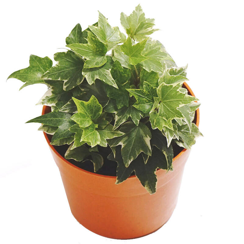 上花 常春藤盆栽 室内绿植花卉盆栽观叶观花植物 吸甲醛净化空气 可