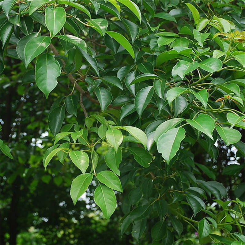 香樟树苗香樟小苗绿化苗木庭院植物树苗 * 1米-1.2米