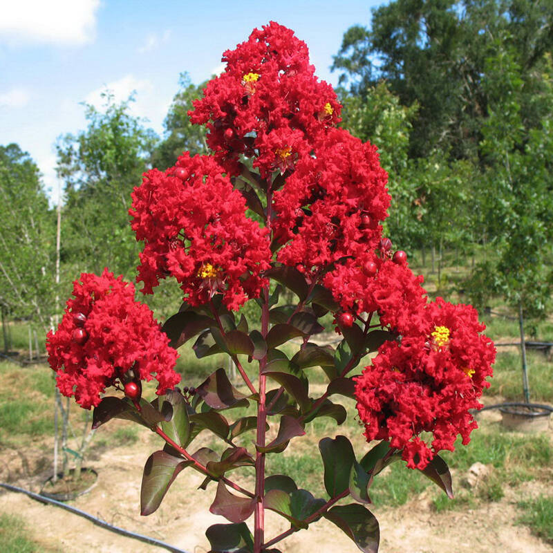 金枝恋(jinzhilian) 盆栽庭院花卉植物 紫薇苗 百日红苗 红花紫薇苗