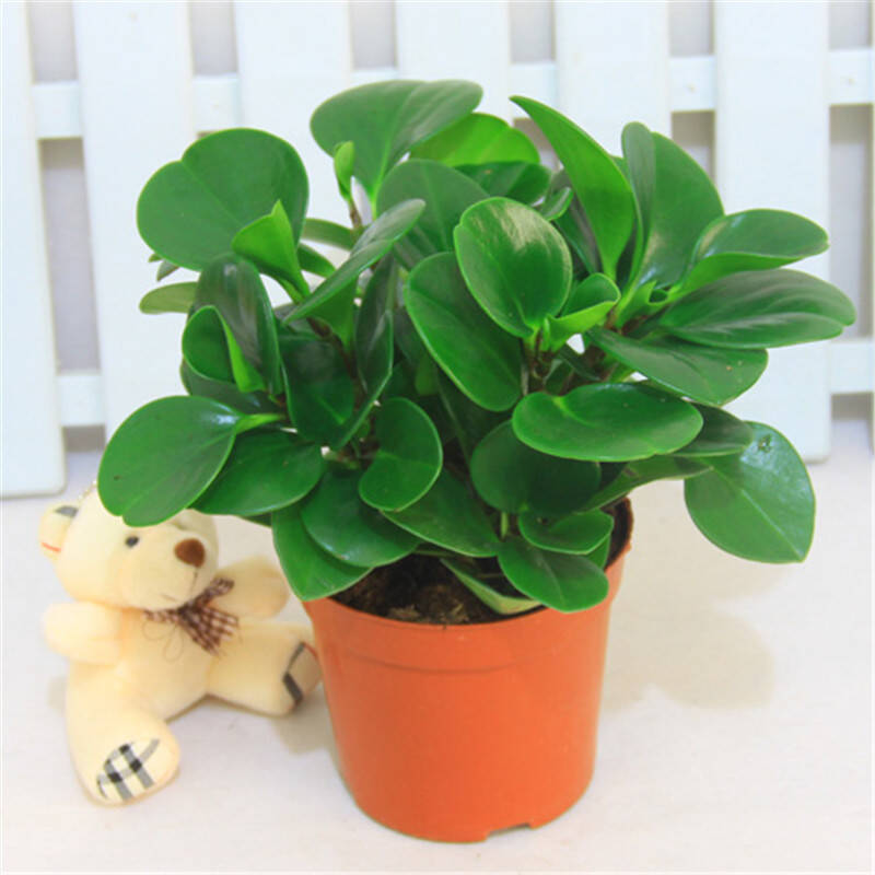 轩花园艺 办公室盆栽桌面绿色植物花卉植物鲜花绿植绿植盆栽盆栽花卉
