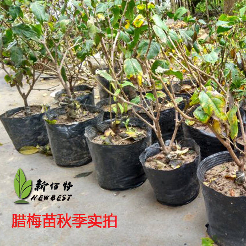 腊梅树苗 冬季热卖腊梅花 盆景花卉 腊梅苗 盆栽腊梅苗 素心腊梅树苗
