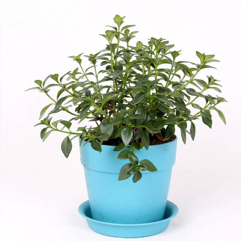 金鱼花吊兰盆栽花卉盆景办公室盆栽绿植水培植物送女朋友生日礼物