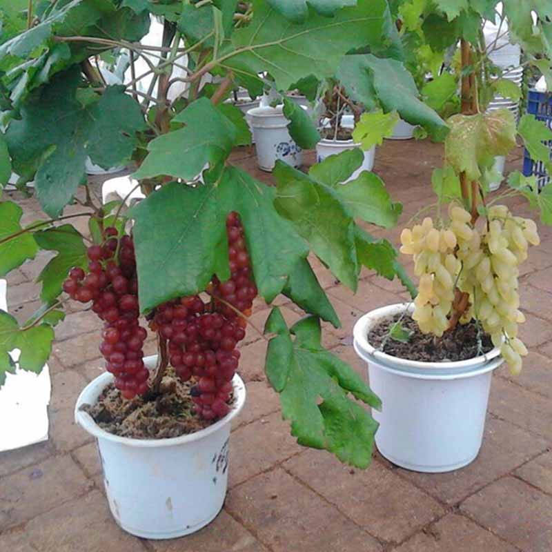 沁心园 葡萄苗果树苗 地栽 南方北方种植当年结果 沪太 4年苗