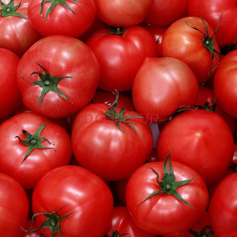 恒林园艺【大红西红柿种子大包装】蔬菜种子 瓜果蔬菜 番茄种子