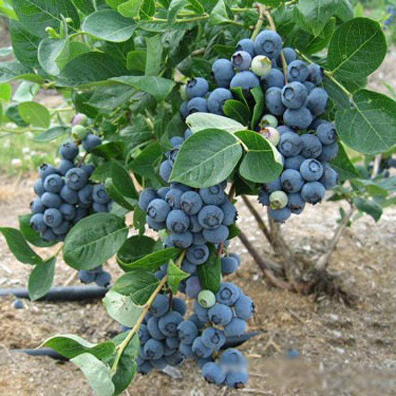 沁心园 蓝莓苗 蓝梅苗 蓝莓树苗 果树苗 南北方适合种植 绿植盆栽 12