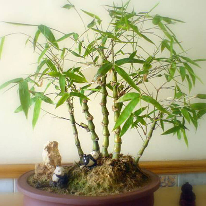 沫澄 室内花卉盆景盆栽观叶植物 佛肚竹 罗汉竹 盆景竹子 两年苗 还未