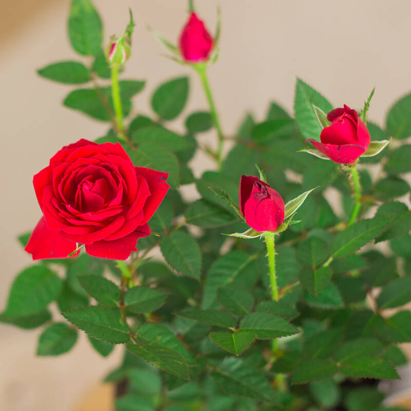 玫瑰花苗盆栽迷你玫瑰 荷兰进口玫瑰花苗带花含盆包邮
