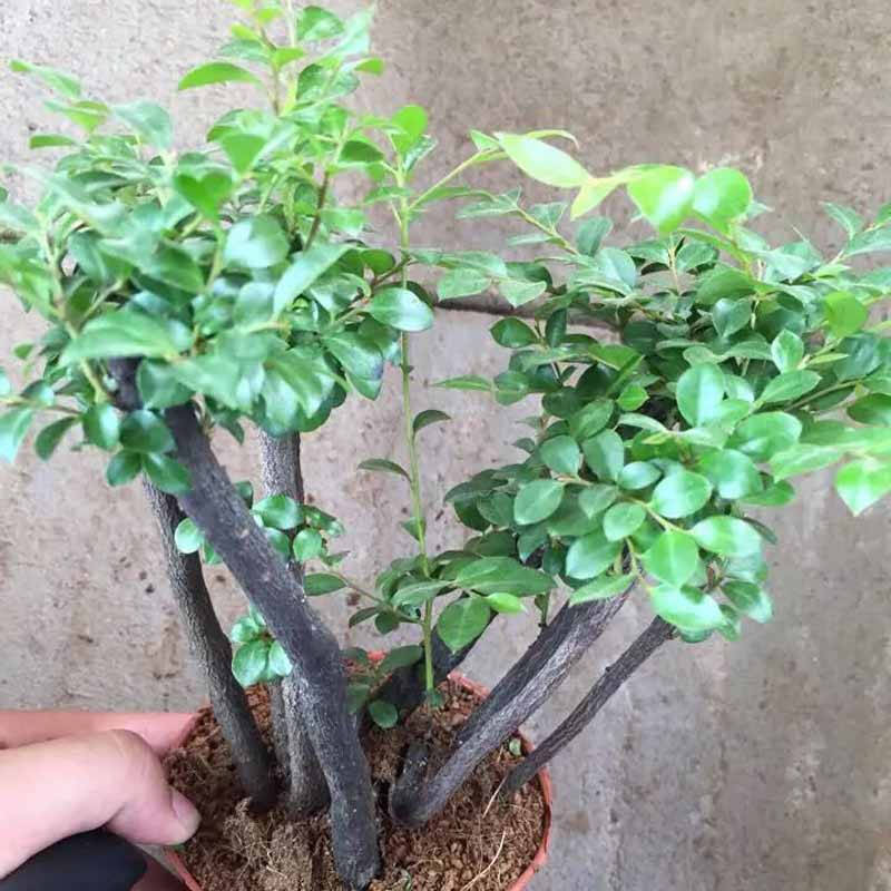 沁心园 小叶紫檀木 树桩盆景 室内桌面植物花卉 盆栽
