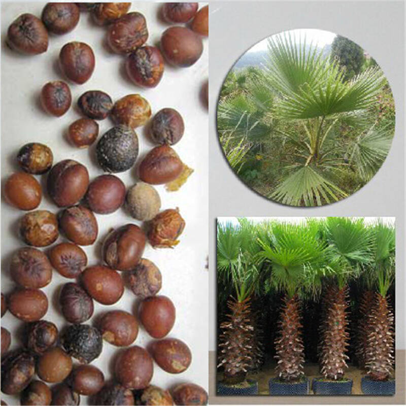 棕榈种子花卉林木树种绿化行道林木苗木树种 一斤