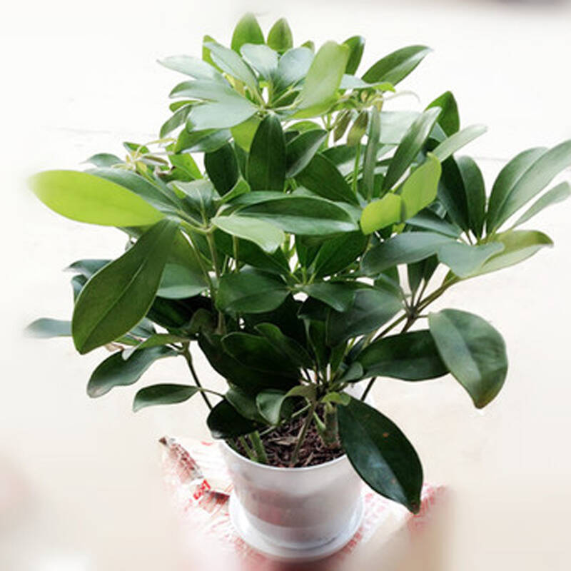 元井七叶莲盆栽 鸭掌木/鹅掌柴苗 鸭脚木植物花卉盆栽图片