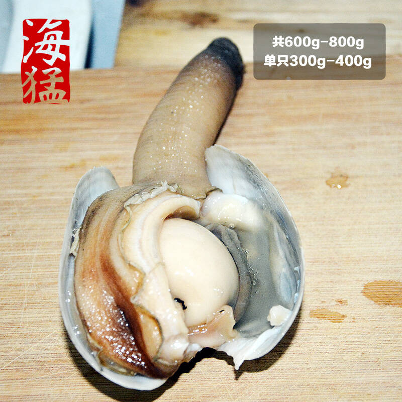 鲜活象拔蚌 小蚌仔 可刺身 600g到800g 共2只