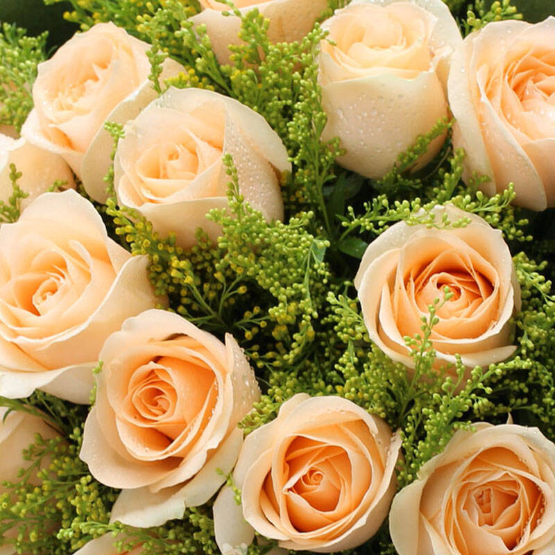 11朵红玫瑰花束全国花店送花同城配送上海北京成都 d款19朵香槟玫瑰