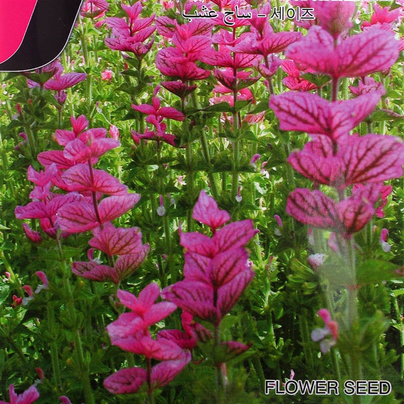 花儿朵朵 粉蝶鼠尾草 粉色 花卉种子 家庭阳台/办公室