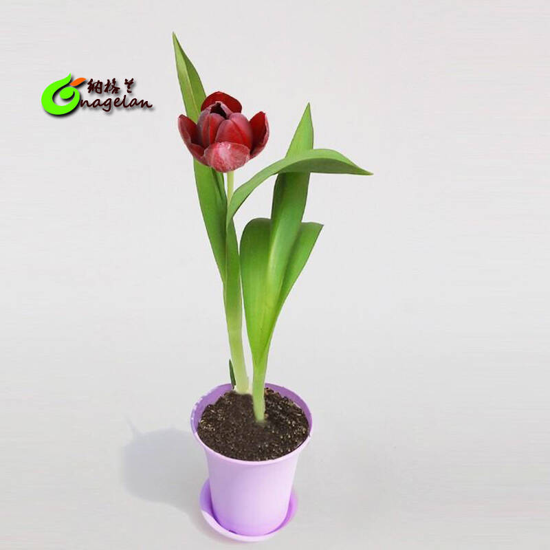 郁金香种球 盆栽植物 绿色植物 球根花卉 郁金香种球套装 艾比利种球