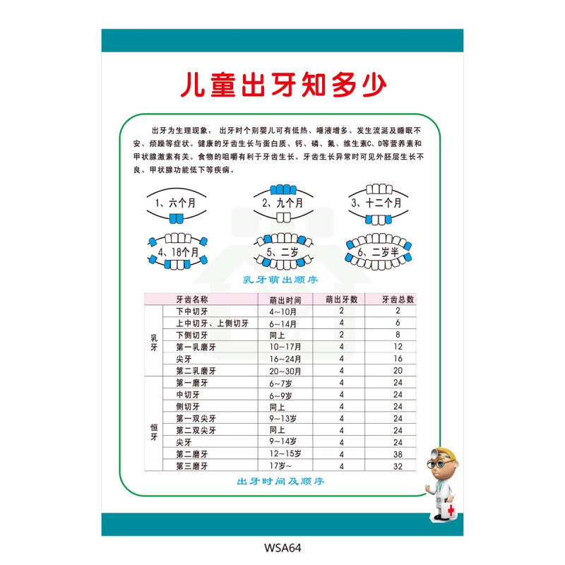 儿童出牙知多少挂图宣传画 出牙时间及顺序乳牙萌出墙