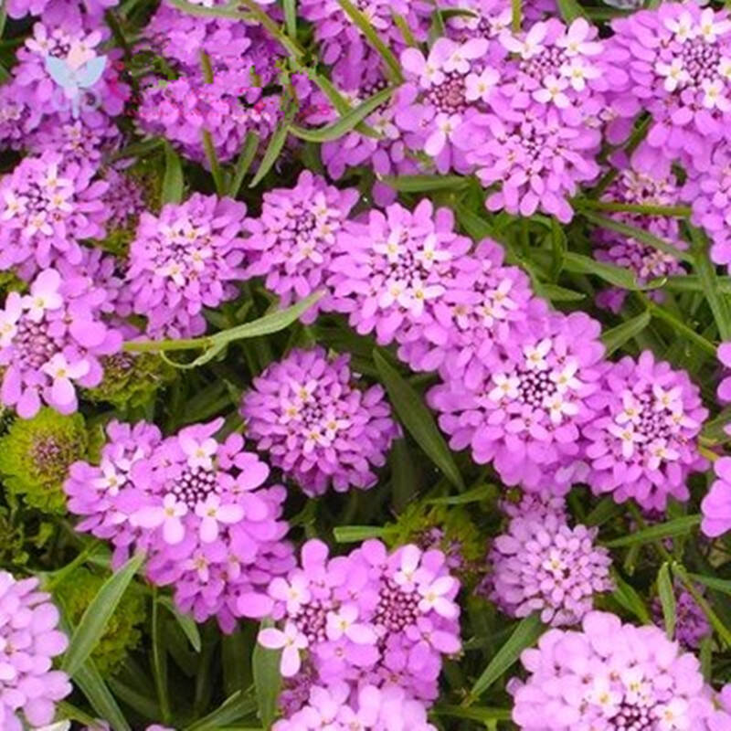 蜂室花种子观赏花卉种子盆栽绿植种子户外种植 50粒