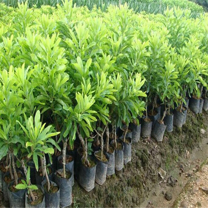 适合北方种植的果树有哪些?
