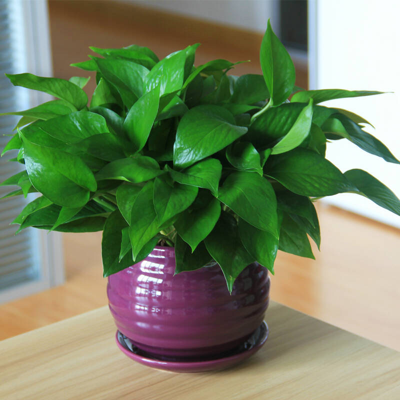 办公桌小绿萝 新房办公室客厅室内吸甲醛小型植物防辐射桌面绿植盆栽