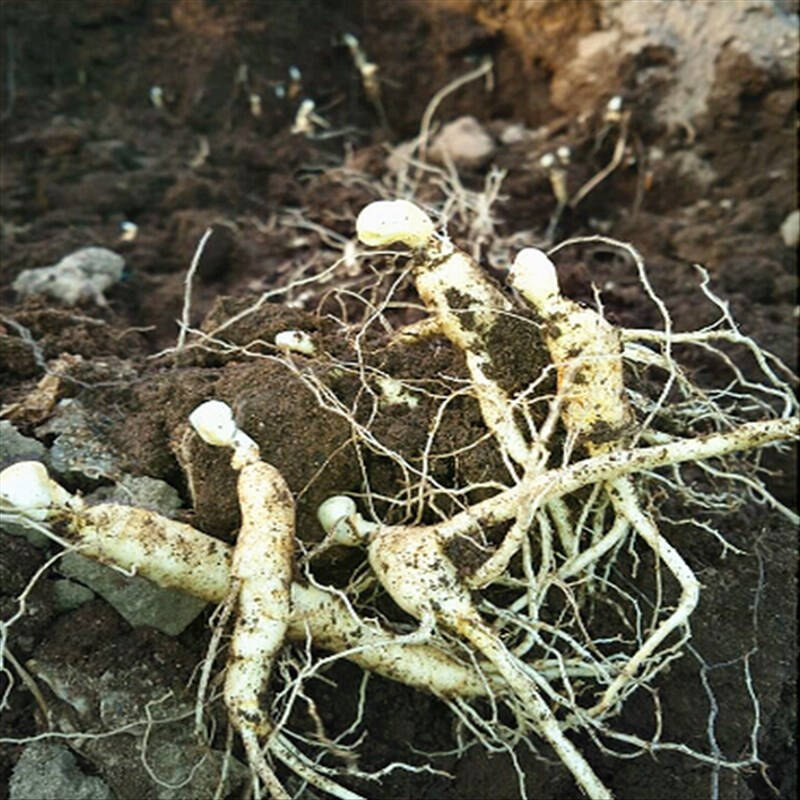 带芽人参种子 西洋参种子 长白山人参种子药材种子 阳台庭院盆栽