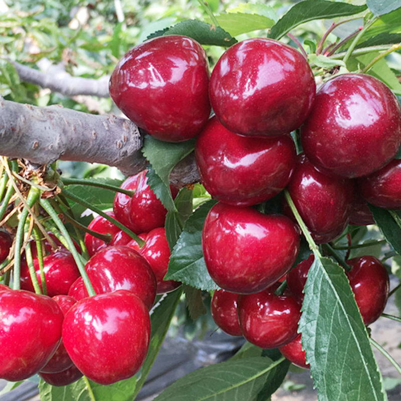 杞乐康 烟台大樱桃1kg 樱桃 美早 甜樱桃 山东樱桃 新鲜水果 国产