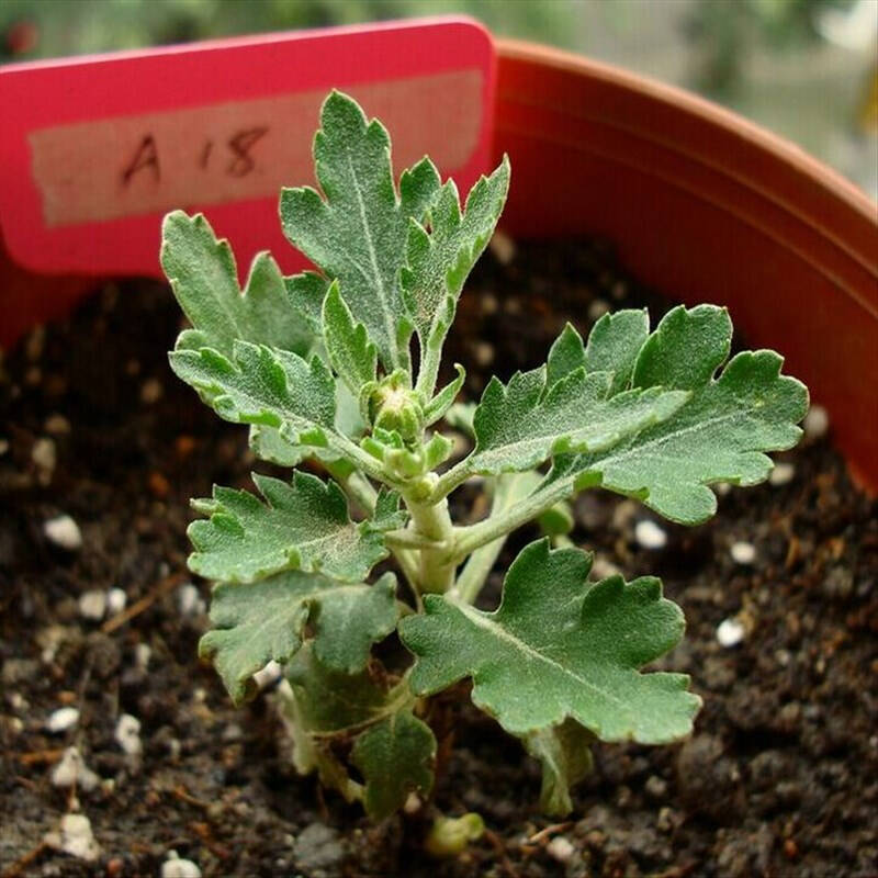 盆栽菊花苗 花卉 菊花小苗 四季花卉盆栽植物菊花小苗
