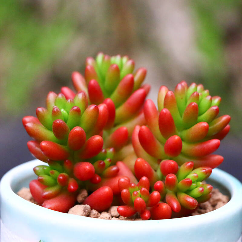 香忆源 多肉植物盆栽多肉组合diy盆栽创意陶瓷花盆组合套装 虹之玉 不