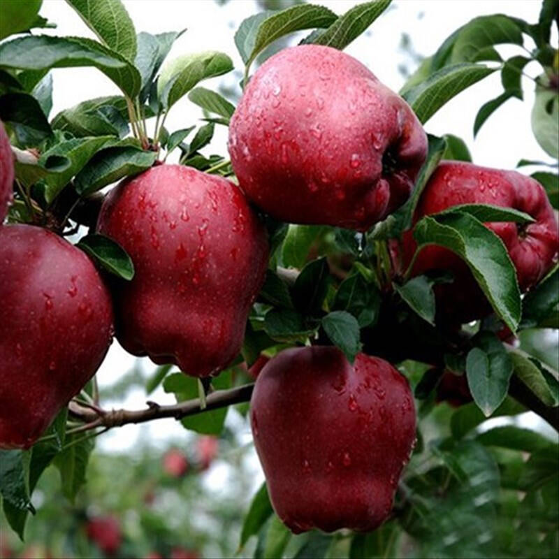 红蛇果苹果树苗