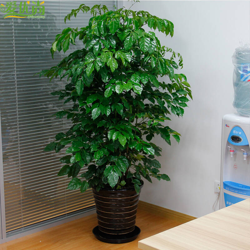 爱优尚 幸福树 办公室绿植盆栽绿宝大型办公室花卉室内植物净化空气吸
