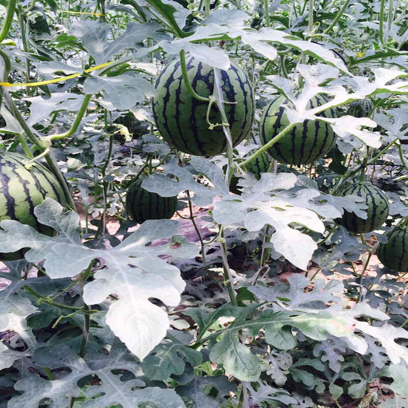 大兴庞各庄 西瓜礼盒4只装 9-10kg