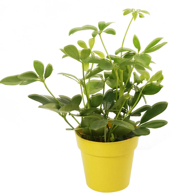 上花 鸭掌木盆栽 室内绿植花卉盆栽观叶观花植物 吸甲醛净化空气 含盆