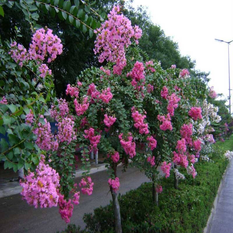 锦枫(jinfeng)庭院别墅绿化苗木红花紫薇树苗百日红 紫薇小苗 大苗 3
