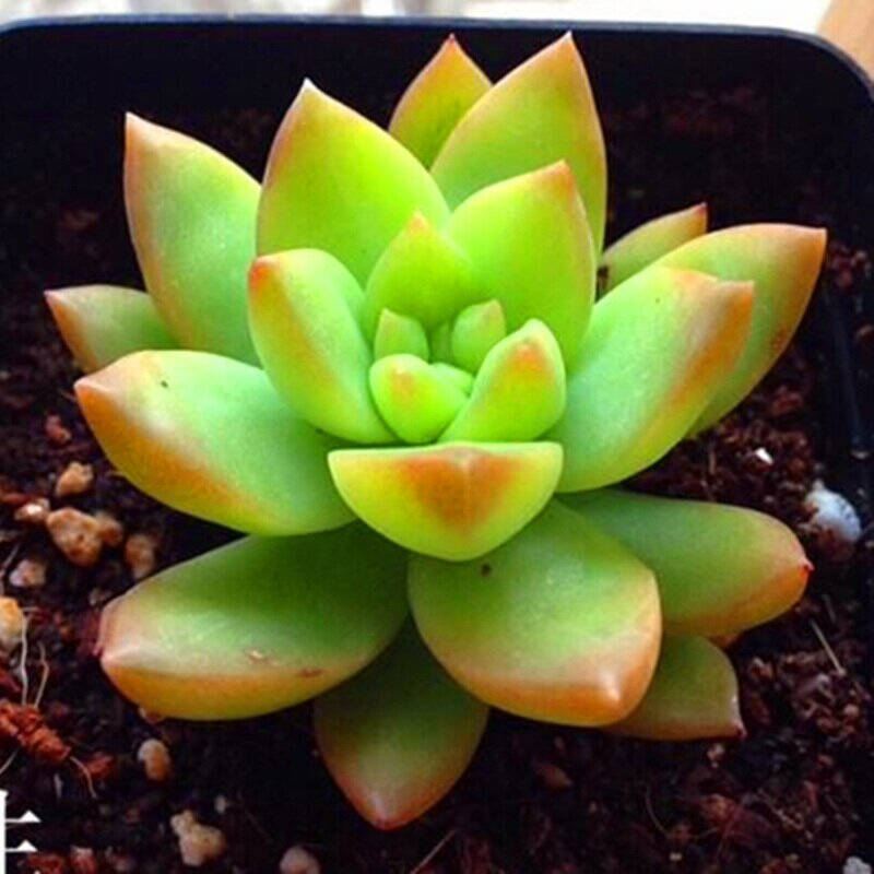 盆送土】24种盆栽入门多肉植物经典花卉绿植园艺办公室绿植厨房黄丽沃之沃桌面v盆栽图片