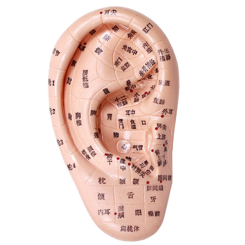 艾怡佳17cm耳穴针灸模型耳朵反射区模型耳模耳部针灸穴位模型一只装