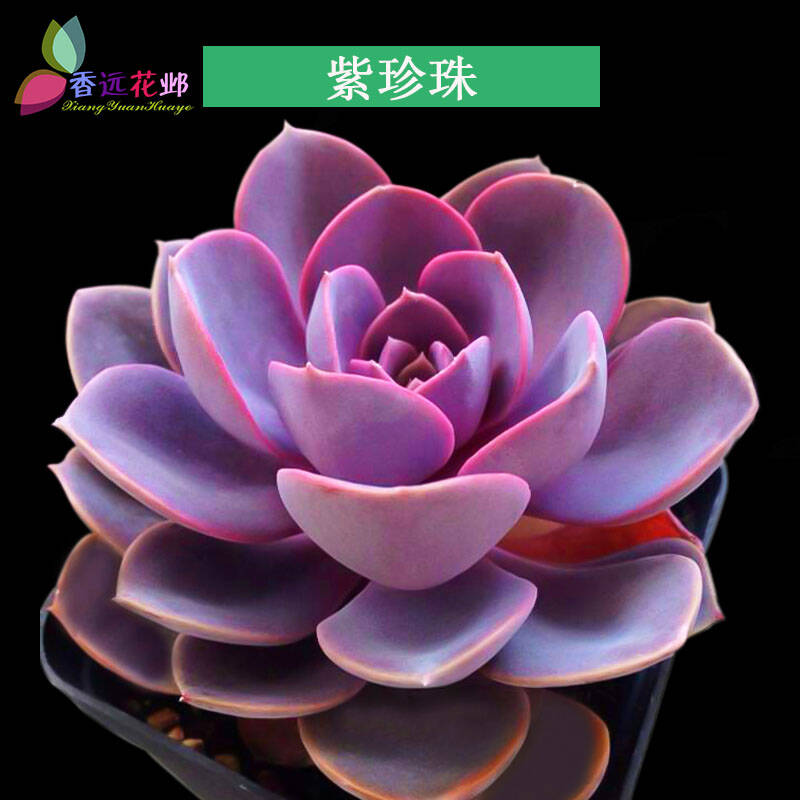 香远【特价清仓】多肉植物组合套装 进口盆栽植物花卉