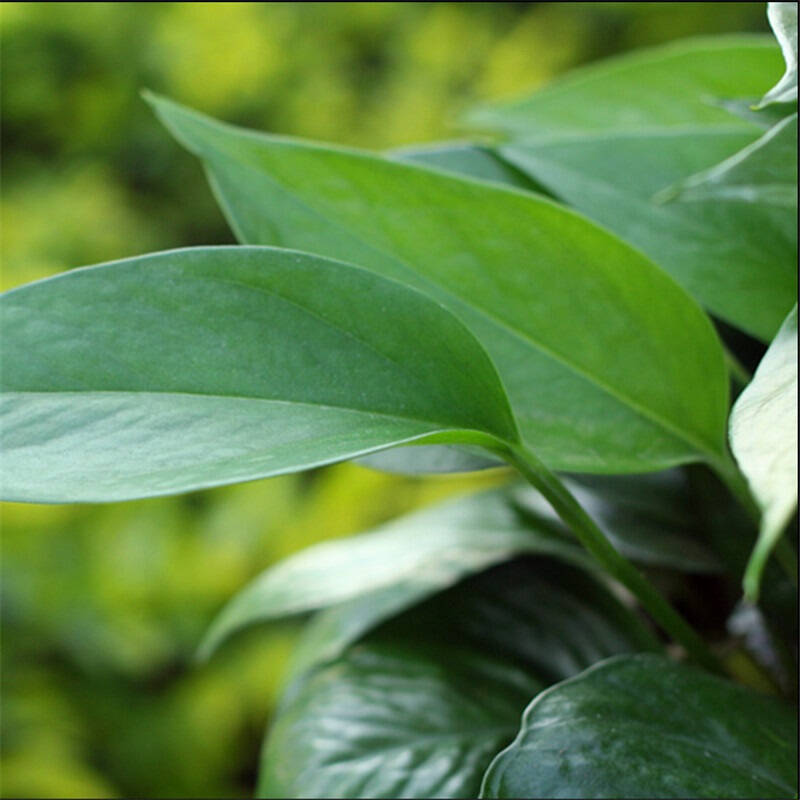 鲜花绿植绿植盆栽 绿萝绿色植物绿植花草客厅办公室内