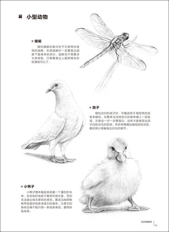 铅笔素描从入门到精通·动物篇