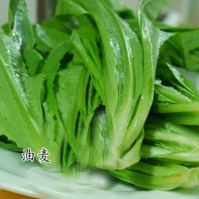 听香园艺 速生蔬菜种子 种植新手 青菜 白菜 菠菜 快菜香菜 茼蒿 荠菜