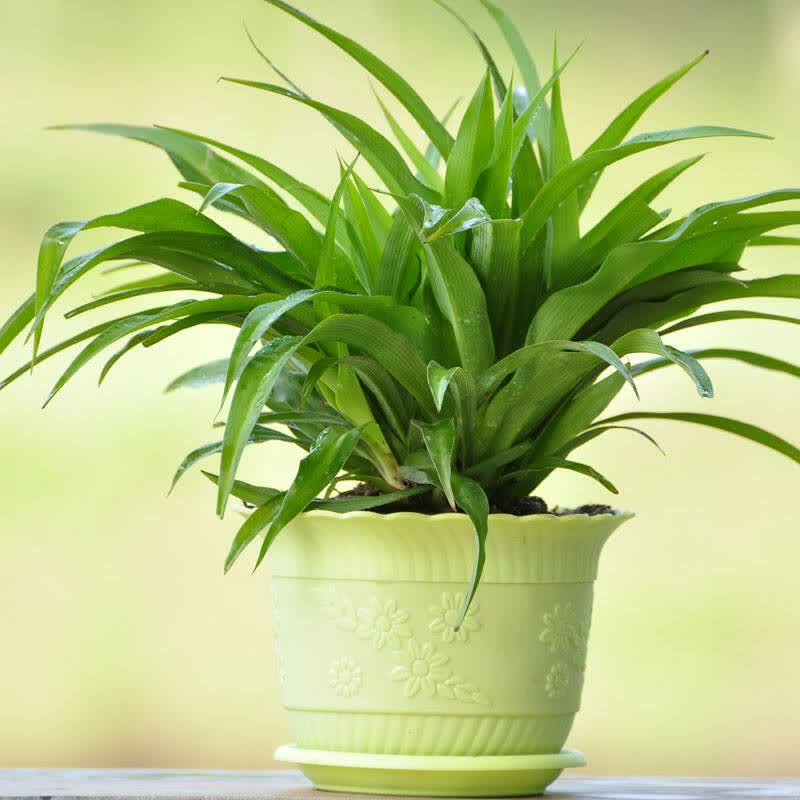 一抹香办公室内绿植花卉芳香型植物净化空气绿植驱蚊除臭24款家挺植物