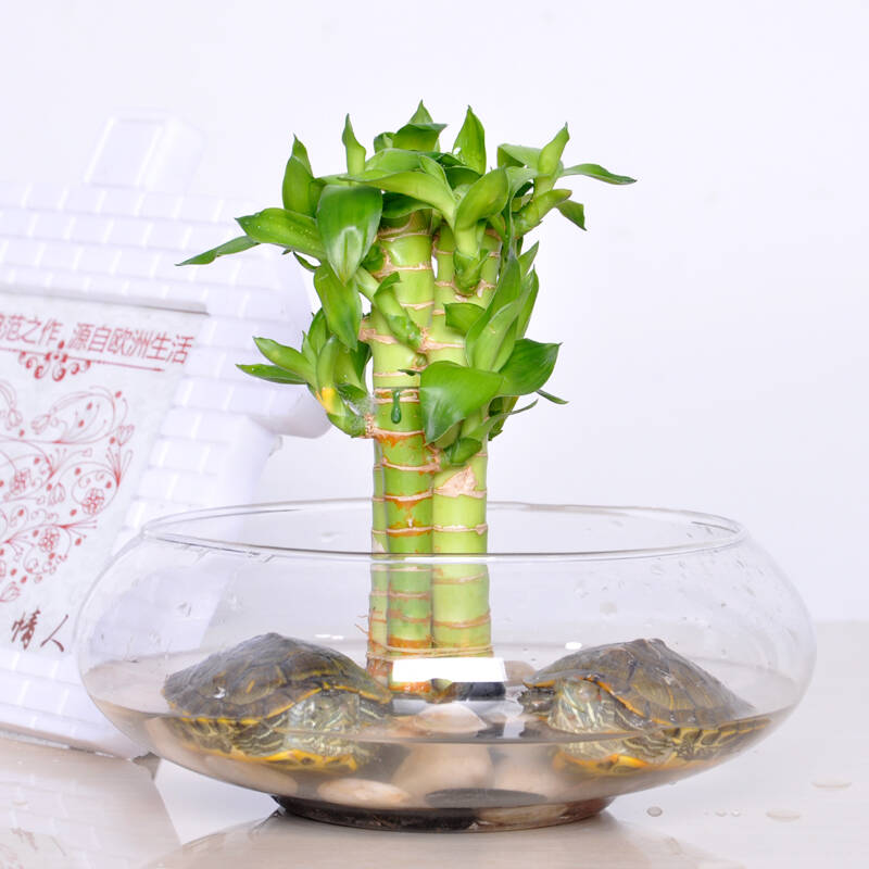 联户绿植富贵竹富贵竹塔节节高水培植物盆栽观音竹绿植盆栽花卉植物