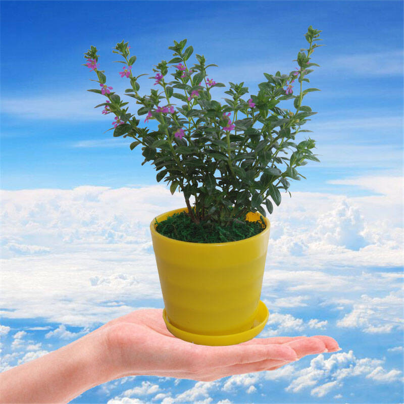 播种地球 包邮含花盆带盆栽好 绿植花卉盆栽植物 室内