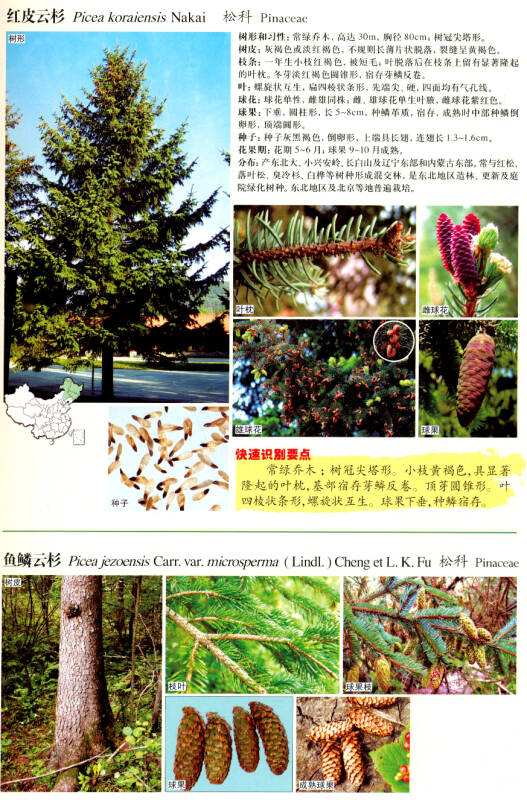 中国北方常见树木快速识别