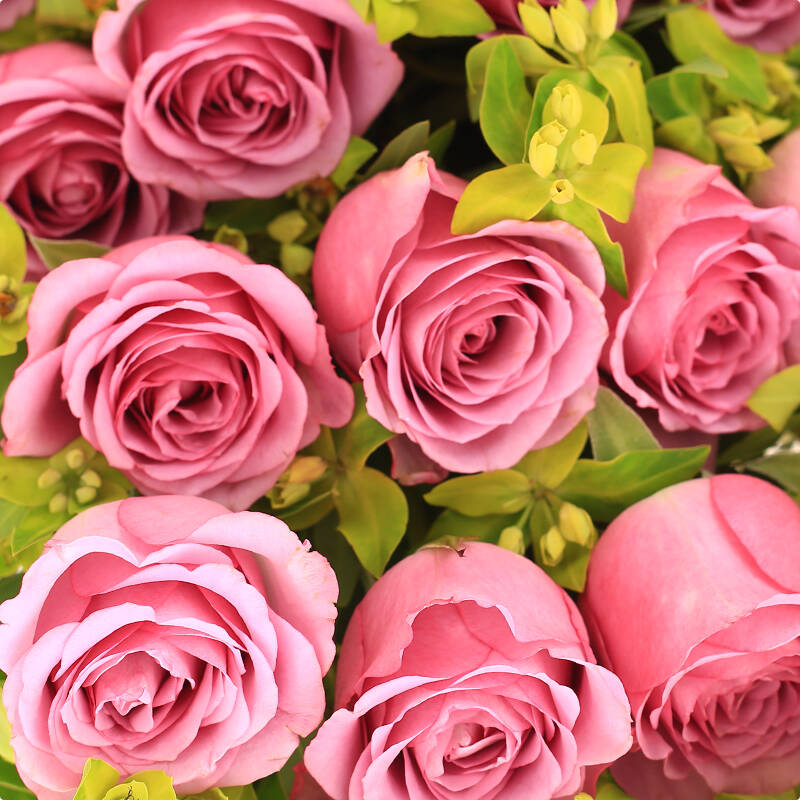 19朵红玫瑰花束 生日鲜花快递北京全国花店送花配送上海鲜花 a-19朵紫