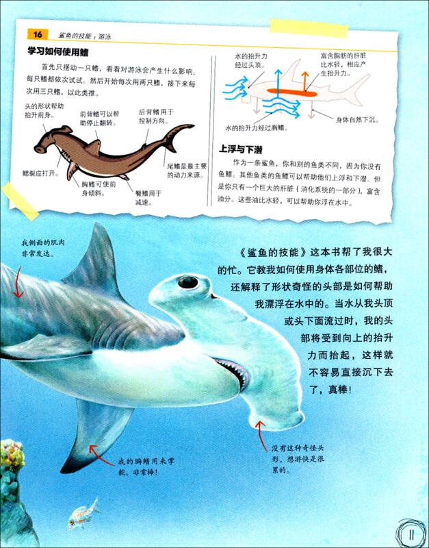 动物王国大探秘(第二辑):听鲨鱼讲故事