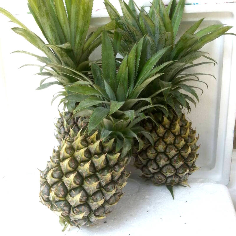 青菠萝 5斤装 香水菠萝 海南 新鲜水果 凤梨 菠萝蜜 农产品 生鲜