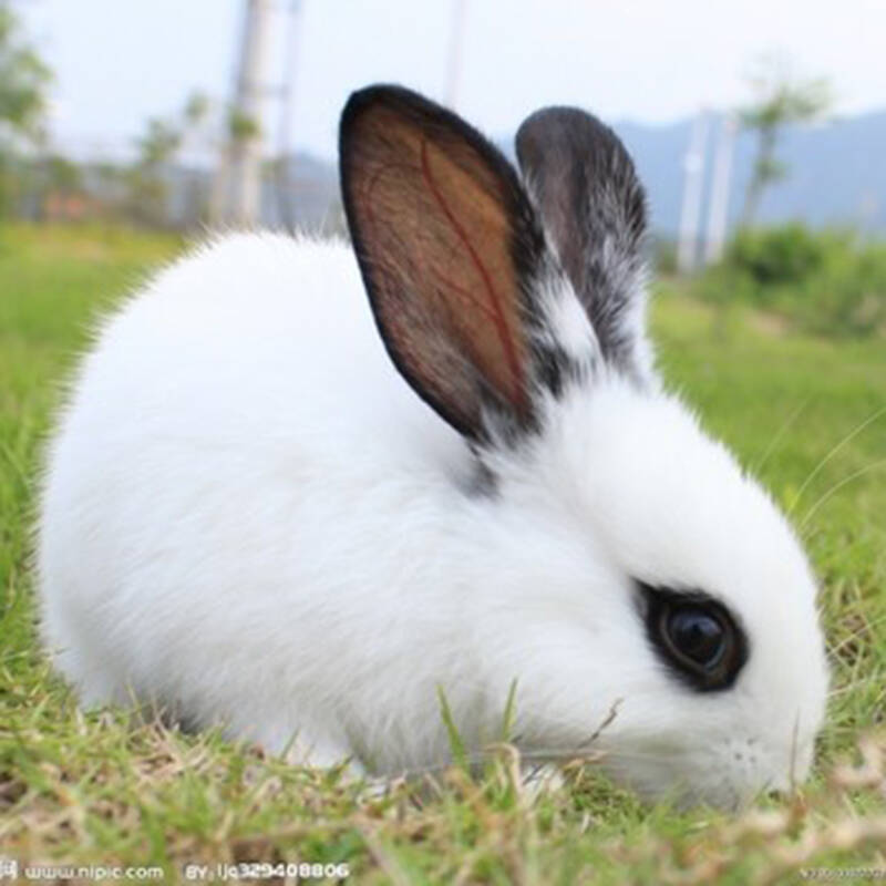 迷你公主兔 熊猫兔 小白兔 纯黑兔活体宠物兔子买 两只 送笼 白色