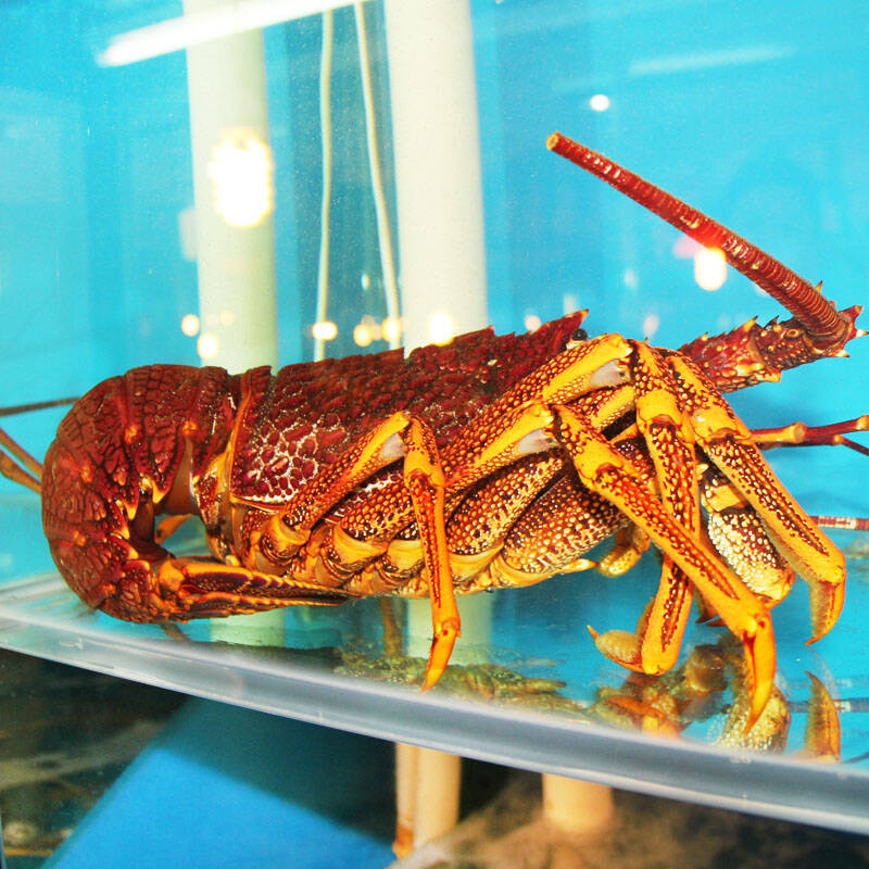 进口澳洲龙虾 3斤左右/只 海产品 澳龙 进口鲜活海鲜