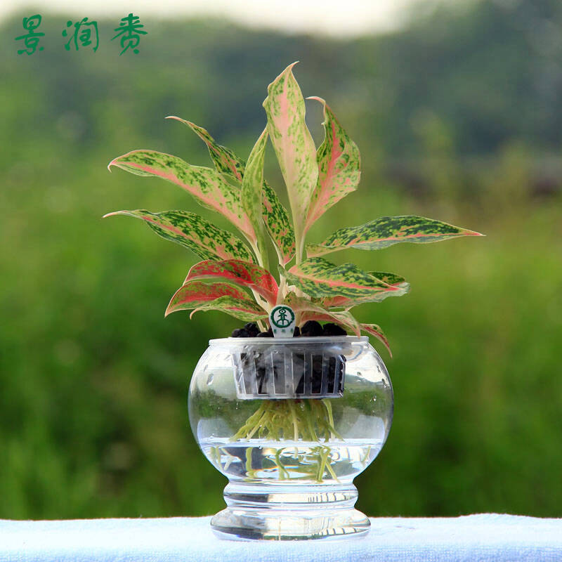 花卉盆栽 彩色粗肋草水养植物办公室盆栽植物 水培花卉盆景花室内花卉