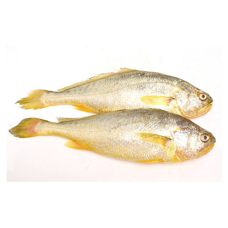 聚福鲜冷冻海鲜 宁德黄花鱼700~800g/条 大黄花鱼 生鲜水产品冰鲜鱼